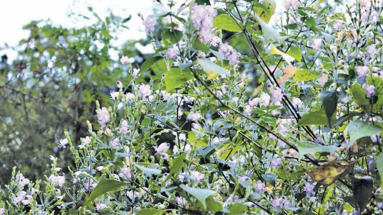 கொடைக்கானலில் பூத்துக் குலுங்கும் குறிஞ்சி மலர்கள்!