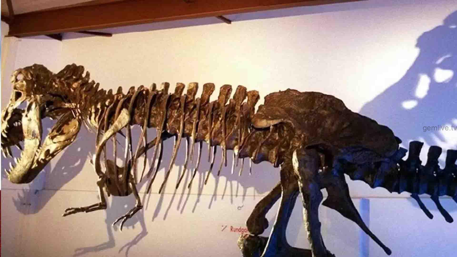 America :  ஏலம் விடப்போகும் பழங்கால டைனோசர் எலும்புக்கூடு