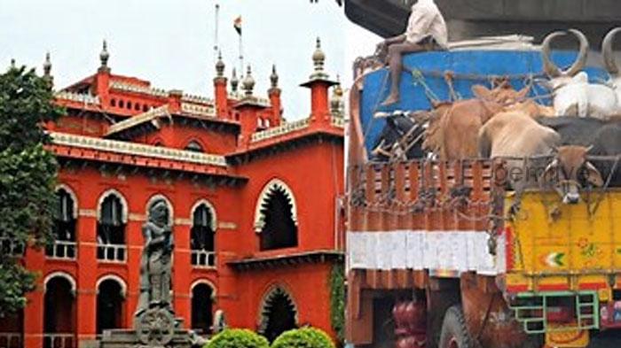 Bakrid Fest : பொது இடங்களில் மாடுகளை வெட்ட உயர் நீதிமன்றம் தடை.!